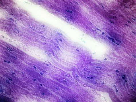 Cardiac Muscle Photograph By John Griffin University Of Queensland