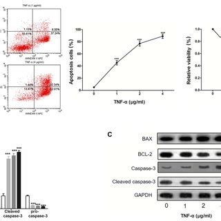 Tnf Induces H C Cell Apoptosis In A Dose Dependent Manner A