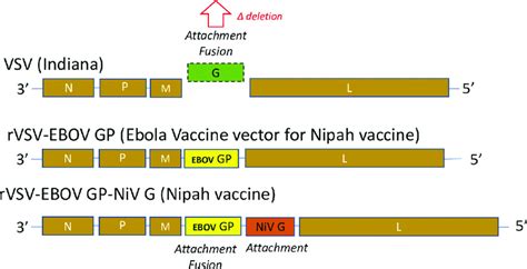 Schematic Of Genome Organization Of Wild Type VSV Top RVSV EBOV