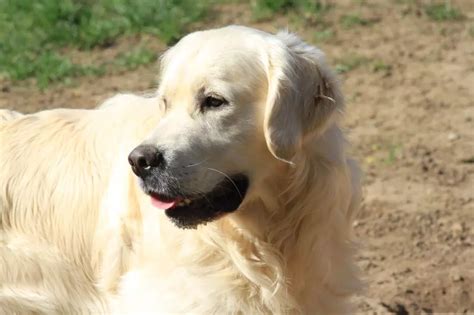 Chien Golden Retriever Rocky Des L Gendaires Nahauri