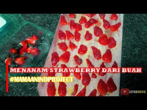 Cara Menanam Strawberry Dari Buah Youtube