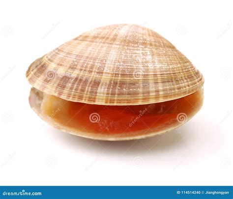 Hard clam, quahog stock photo. Image of quahaug, quahog - 114514240