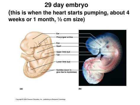 Ppt Basic Embryology Powerpoint Presentation Free Download Id6764386