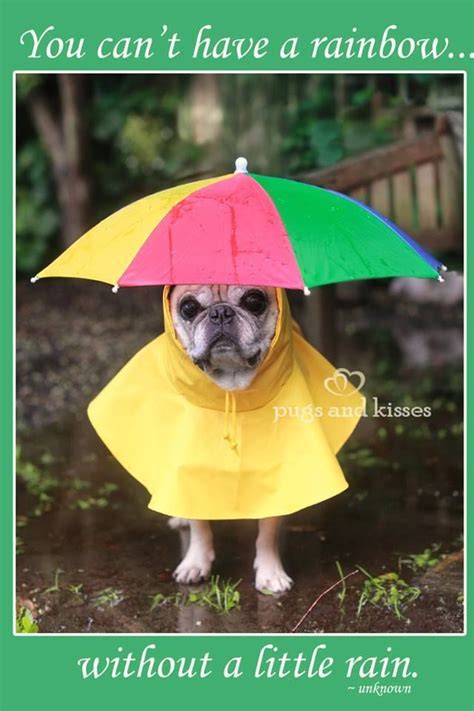 Pug rain coat. Lulu does not like to get wet when it rains so she would ...