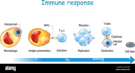 Réponse Immunitaire Spécifique à Médiation Cellulaire Banque De