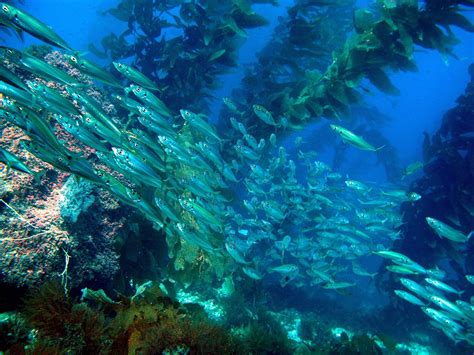 Advantages of Diving on Catalina Island | DIVING CATALINA