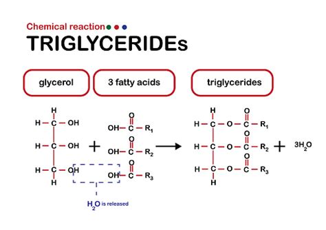 Triglyceride Formation Animation