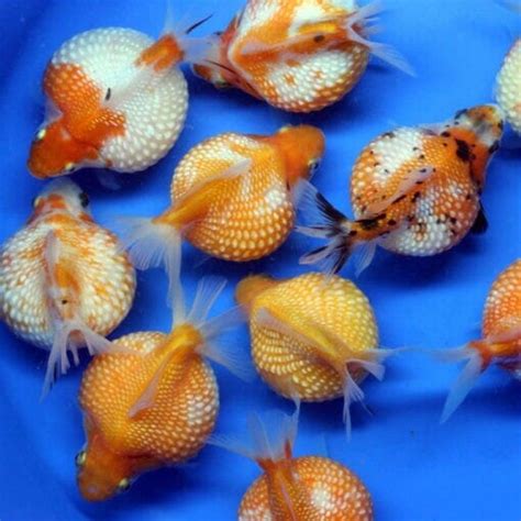 Pearlscale Goldfish Archives - Aquarium Central