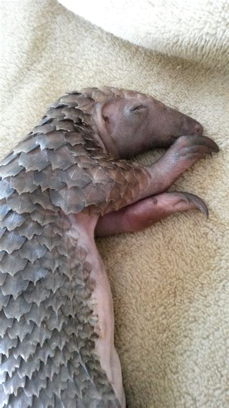 White bellied pangolin – African Pangolin Working Group