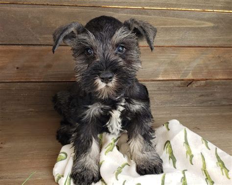Black and Silver Miniature Schnauzer Puppies for Sale (2023)