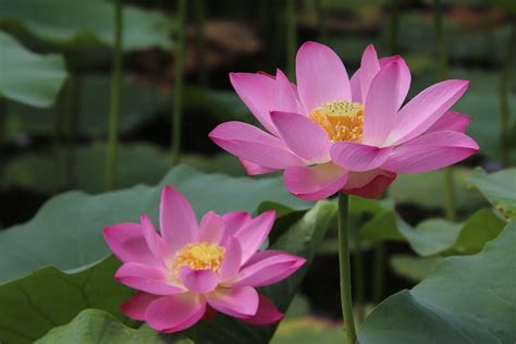 4k 5k 6k Closeup Lotus Flower Pink Color Hd Wallpaper Rare Gallery