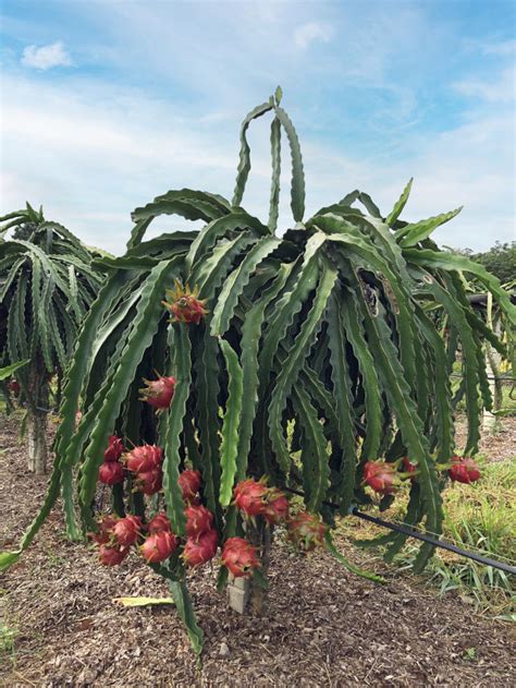 Pitaya BRS LZC BRS Luz Do Cerrado Casca Vermelha E Polpa Branca