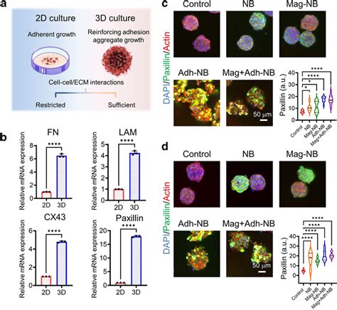 The Adhesion Interactions In 2d And 3d Cultures A Comparison Diagram Download Scientific