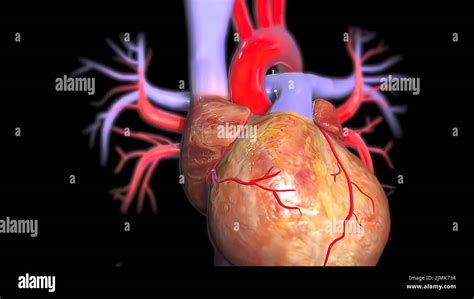 Anatomie Humaine D Banque De Photographies Et Dimages Haute