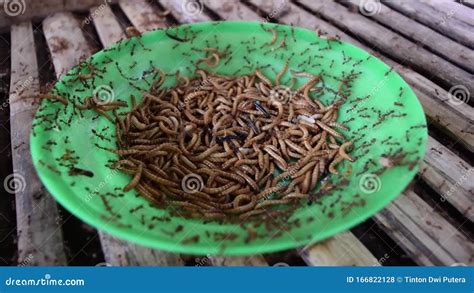 Fresh Mealworms Being Eaten By Ants Stock Footage Video Of Mealworms