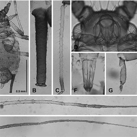 Apterous Viviparous Female A I And Alate Viviparous Female J Of