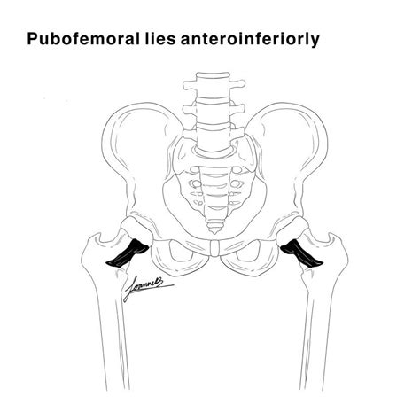 Physiotherapy Assessment Of The Hip Joint Smartpt Academy