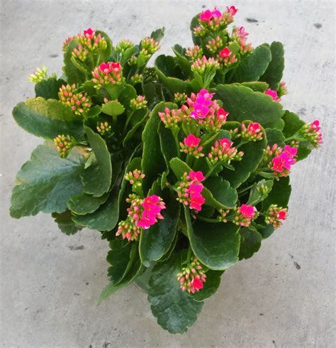 List Pictures Images Of Kalanchoe Plants Superb