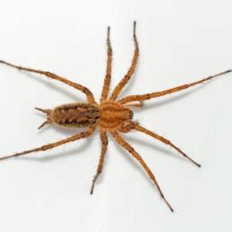 Agelenopsis (Grass Spiders) - Spider Identification & Pictures