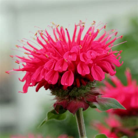 Pardon My Lavender Bee Balm | Plant Addicts