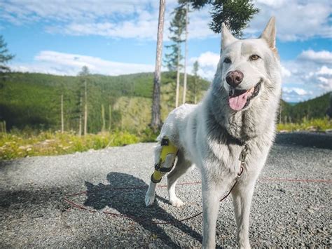 35% OFF Animal Ortho Care Coupon Codes - November 2025 Promo Codes