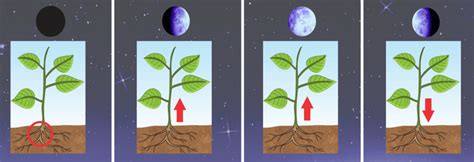 Cómo influyen las fases de la Luna en el desarrollo de las plantas