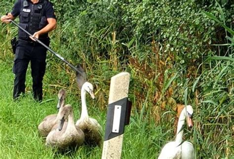 Bremerhaven Schwäne blockieren Cherbourger Straße