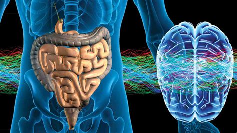 Relación intestino cerebro MioBio