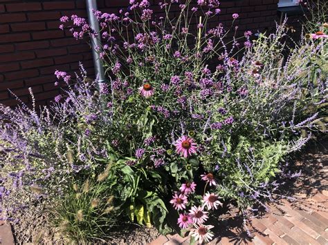 Borderplanten Paars Leen Konijn B V