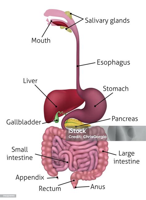 Digestive System Diagram Labeled