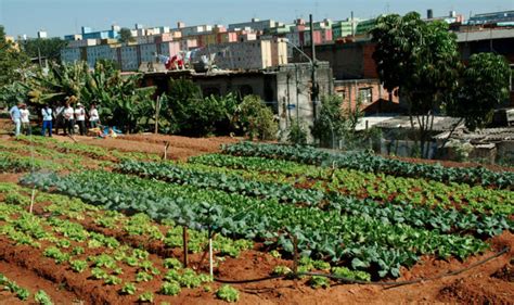 Conhe A As Principais Ongs Que Trabalham Para Promover Hortas Urbanas