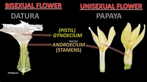 Papaya Flower Anatomy