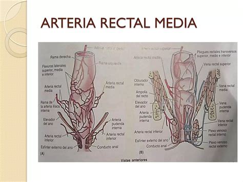 Estructuras Vasculonerviosas Y Visceras De La Pelvis Ppt