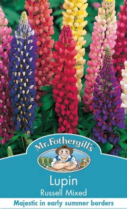 Mr F Lupin Russell Mixed Colours Kiwi Nurseries Ltd