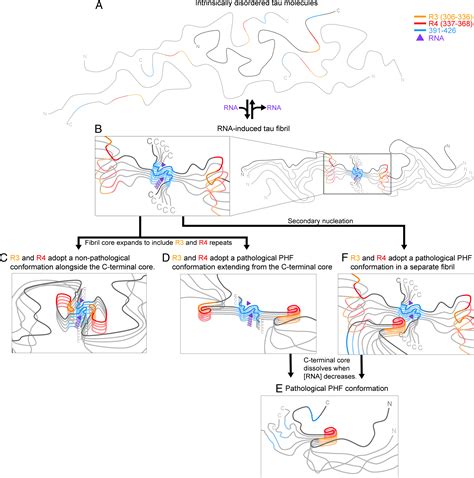 Cryo Em Structure Of Rna Induced Tau Fibrils Reveals A Small C Terminal