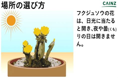 フクジュソウの育て方【カインズ花図鑑】 となりのカインズさん