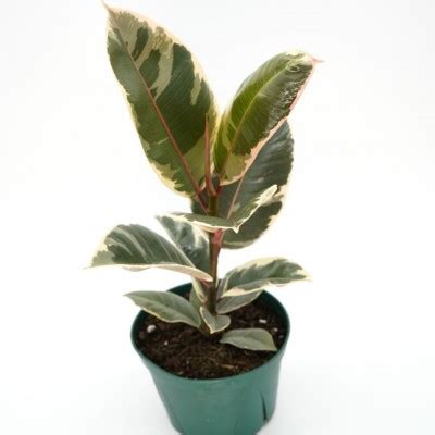 Ficus Elastica Tineke Single 6in Washington Cascade Tropicals