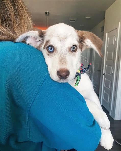 Dalmatian Husky Mix: Meet The Dalusky