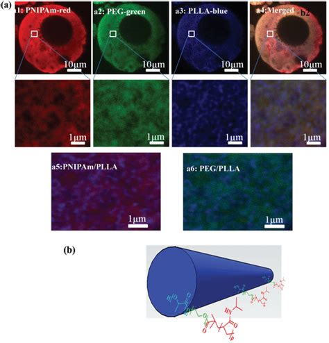 Confocal Fluorescence Micrographs Of Nfgms Fabricated From