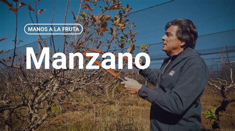 C Mo Podar Un Manzano Inta Manos A La Fruta Youtube