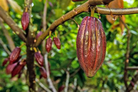 Cocoa Farm Size at Andres Lowe blog
