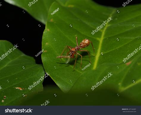 Myrmarachne Plataleoides Kerengga Antlike Jumper Class Stock Photo