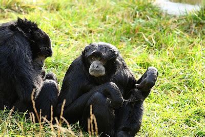 Hewan Liar Mengenal Siamang MOnyet Hitam Khas Sumatera