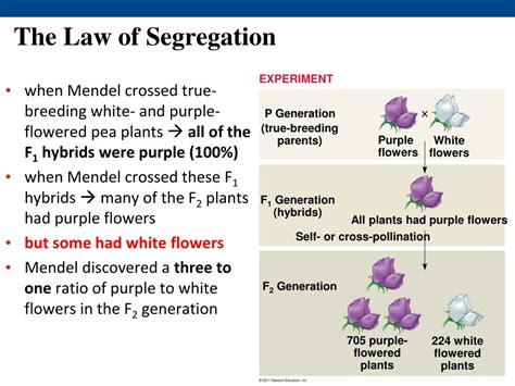 Ppt Mendel And The Gene Idea Powerpoint Presentation Free Download Id 5396980