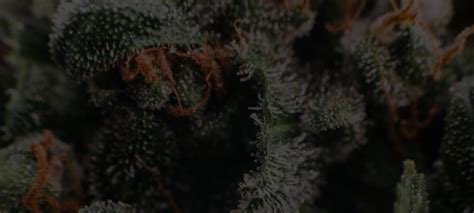 Tips To Time Your Cannabis Harvest Centurionpro Solutions