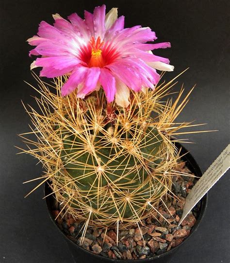 Thelocactus Nordisk Kaktus Selskab Facebook Cactus