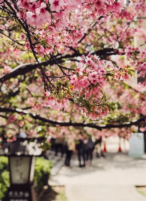 7 Dreamy Places To See Cherry Blossoms In Taiwan Hoponworld