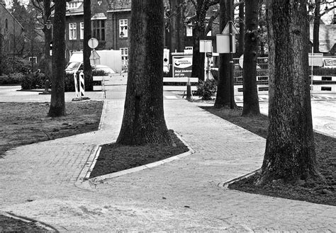 Bomen Blijven Belangrijk Oog Op Laren