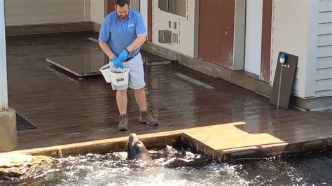 California Sea Lion And Harbor Seal Husbandry And Enrichment Riverbanks