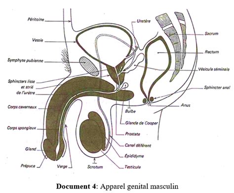 L Organisation Des Appareils G Nitaux M Les Et Femelles Ts Sunudaara